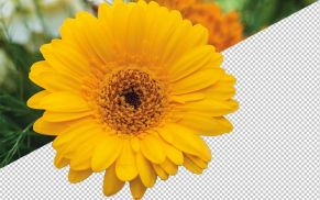 Unscharfe Objekte in Photoshop freistellen: So nutzen Sie »Fokusbereich auswählen«